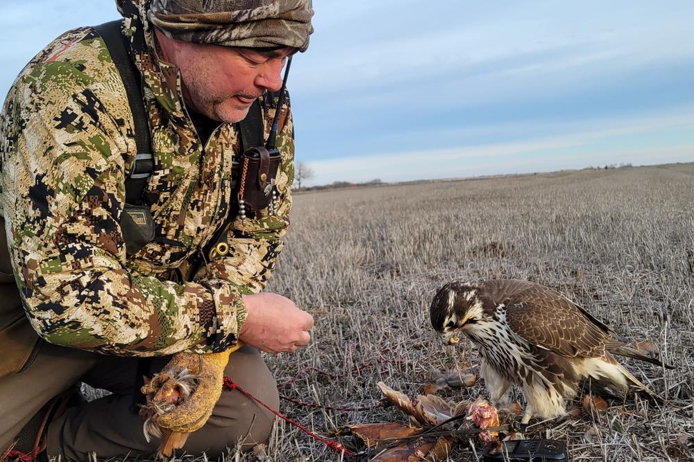 Monte Markley has been training raptors since he was 12 years old. He's now a master falconer working with apprentice falconers interested in the sport.