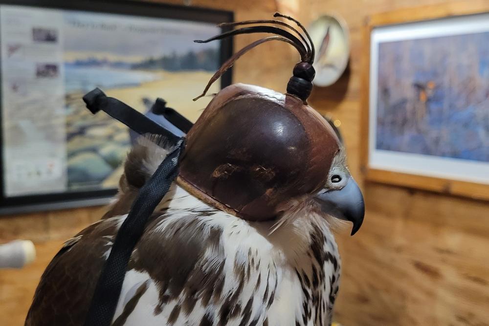 Storm was captured in November. The young prairie falcon is already tame enough to fly free, though it's still not certain she'll return after each flight.