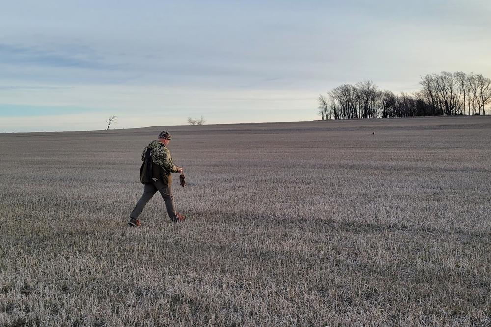 Monte Markley heads across a field as his prairie falcon soars overhead.