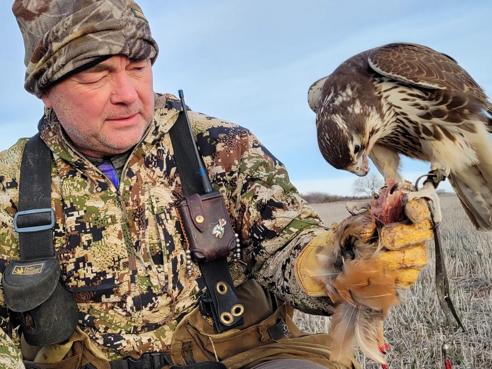 Monte Markley with his prairie falcon Storm in a field near August, Kansas. He says he fell in love with raptors as a kid because of a book and a hawk in a box.