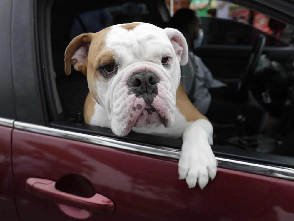 Zeus looks out of the car window as his owner picks up pet food at a Miami-Dade County Animal Services Department Drive-Thru Pet Food Bank, Thursday, June 4, 2020, at Lake Stevens Park in Miami Gardens, Fla.