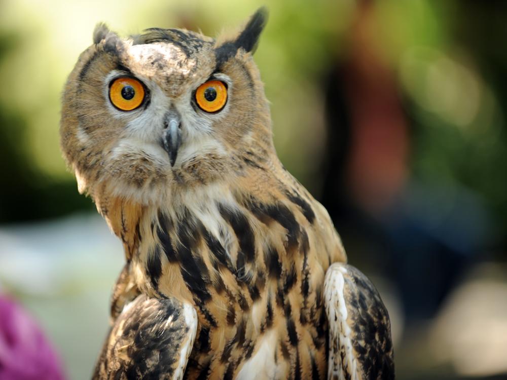 A Eurasian eagle owl looks at students from a local school after the release of a 5-month-old red-tailed hawk September 29, 2010 in New York's Central Park.