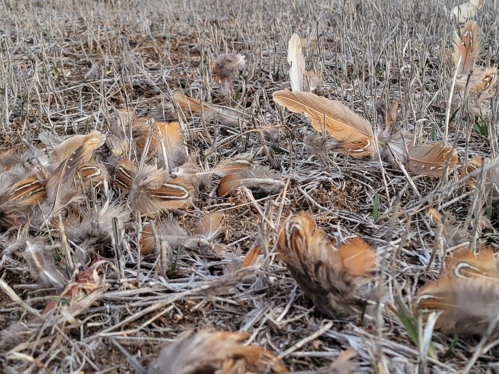 Storm's hunt leaves a scattering of pheasant feathers in the field after her successful kill.