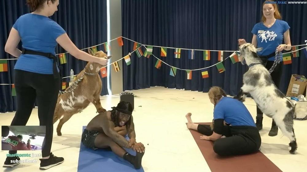Kai Cenat tries 'goat yoga' LIVE from his home studio.