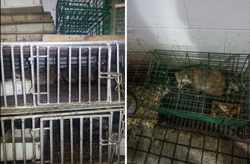 These two photos, taken in 2014 by scientist Edward Holmes, show raccoon dogs and unknown birds caged in the southwest corner of the Huanan Seafood Market in Wuhan, China. GPS coordinates of these images confirm that the animals were housed in the southwest corner of the market where researchers found evidence of the virus in January 2020.