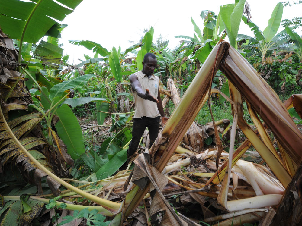 A farmer shows the damages done to his cocoa plantation by an elephant in West Africa. New research says climate change is putting wildlife and humans in conflict more often.