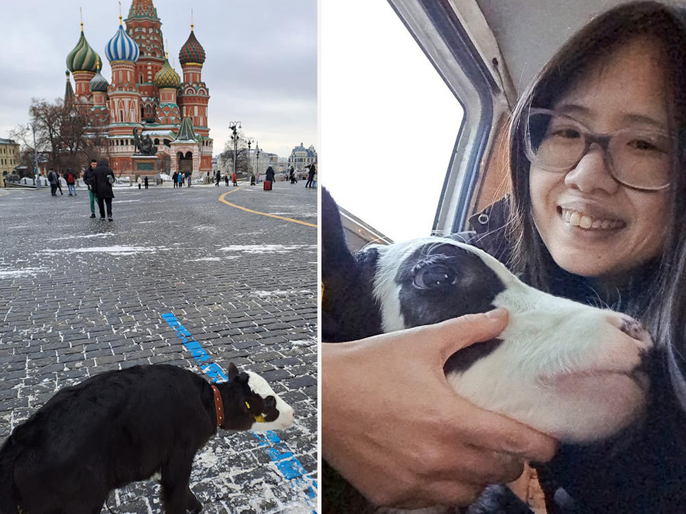 Alicia Day, 34, of New York City, was detained by Russian police while walking her pet baby cow, Dr. Calf, on Red Square last month.