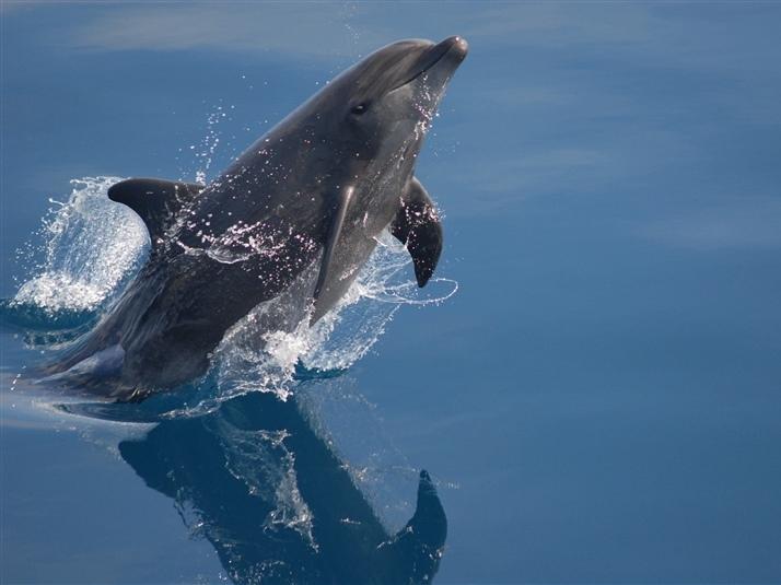 A new study finds that toothed whales can make a range of vocalizations, including some akin to human 'vocal fry,' thanks to a special nasal structure.