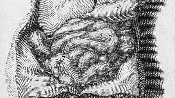 The organs of the male torso, including the lungs, heart, liver, stomach and intestines are seen in an engraving by Michael van der Gucht from around 1688.