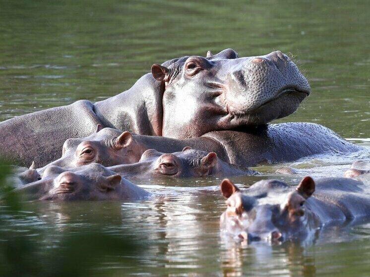 Hippos float in the lake in 2021 at Hacienda Napoles Park, once the private estate of drug kingpin Pablo Escobar, in Puerto Triunfo, Colombia. He imported three female hippos and one male hippo decades ago. It's believed that there are now more than 100 in the area, and that they pose a threat to the local ecosystem.