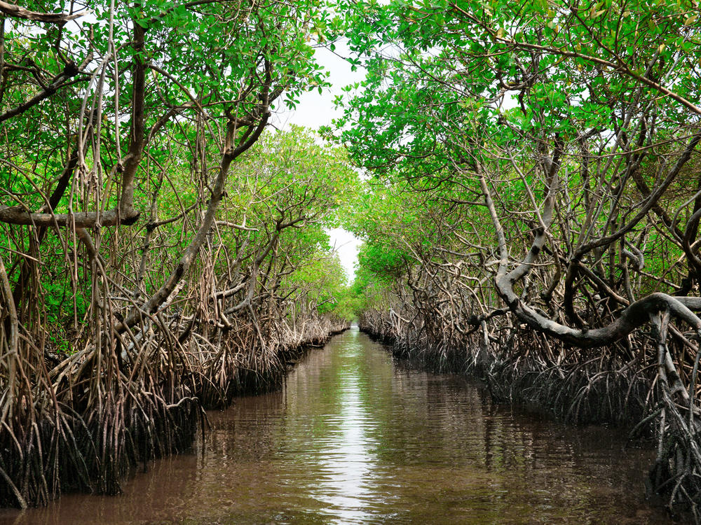 Researchers say protecting mangroves that soak up carbon is a great climate solution. But they caution against programs that slap carbon offsets onto it as those offsets can be hard to verify.