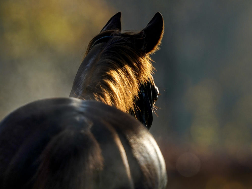 A new study of ancient human remains finds that horse riding may have been common as early as 4,500 to 5,000 years ago.