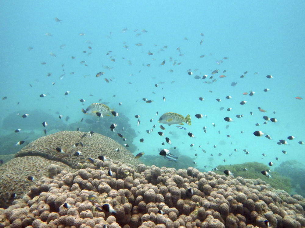FILE - Fish swim near some bleached coral at Kisite Mpunguti Marine park, Kenya, June 11, 2022. For the first time, United Nations members have agreed on a unified treaty on Saturday, March 4, 2023, to protect biodiversity in the high seas — nearly half the planet's surface.