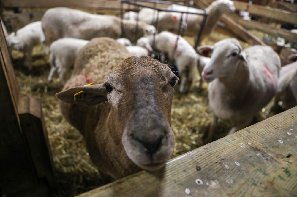 Lambs can be very curious and inquistive, McLean said.