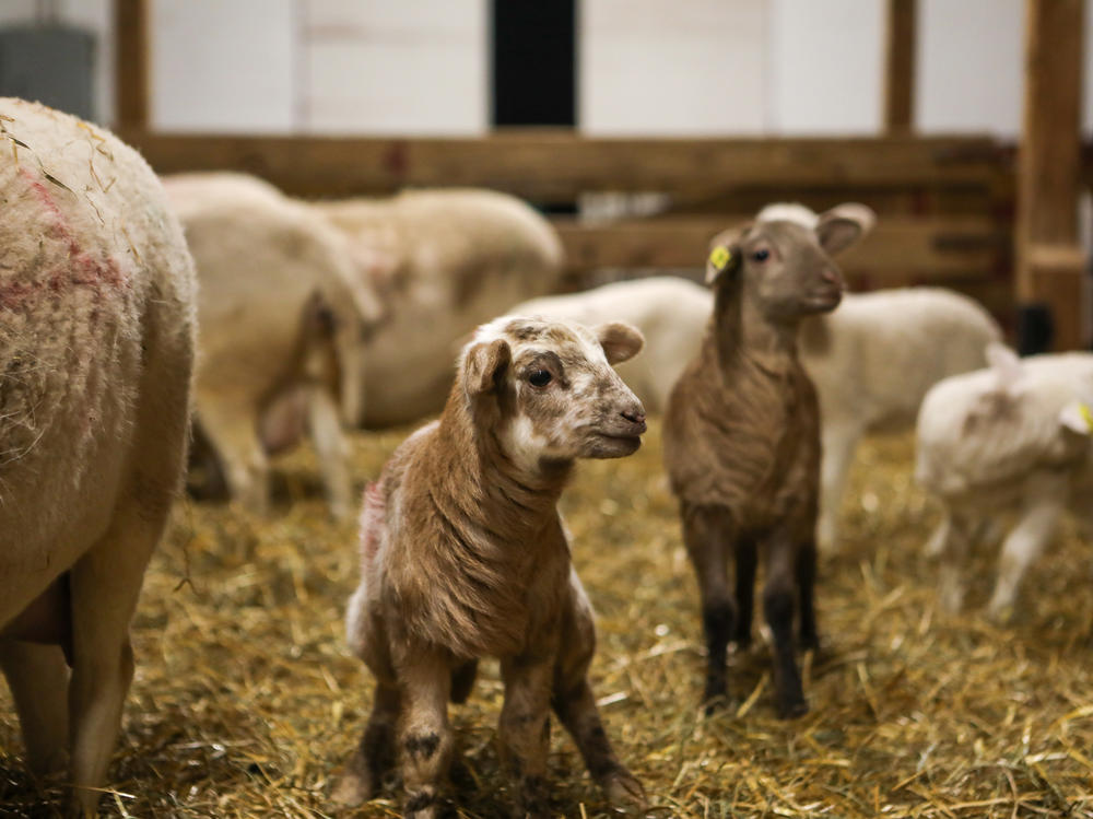 Lambs aren't white and fluffy and other lessons learned at this campus farm | Georgia Public Broadcasting Lambs aren't white and fluffy and other lessons learned at this campus farm | Georgia Public Broadcasting