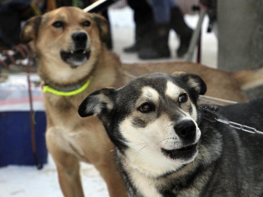 Attentive sled dogs await the start of the Iditarod Trail Sled Dog Race's ceremonial start in downtown Anchorage, Alaska, on Saturday, March 4, 2023. The smallest field ever of only 33 mushers will start the competitive portion of the Iditarod Sunday, March 5, 2023, in Willow, Alaska.