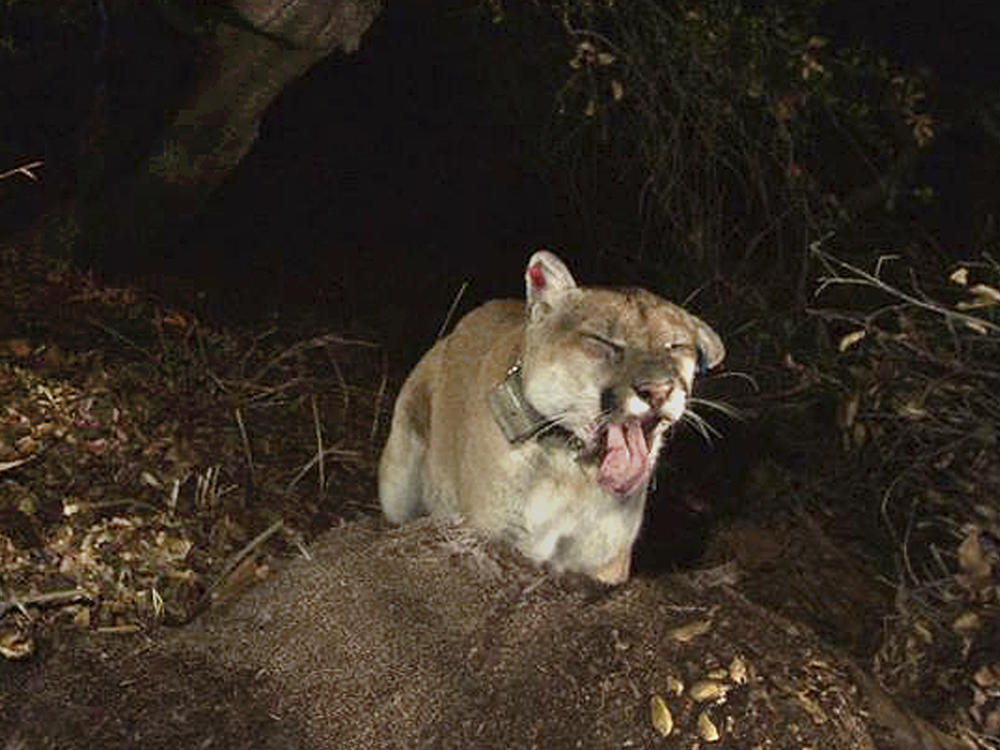 This Nov. 2014 file photo provided by the National Park Service shows a newly released image of the Griffith Park mountain lion known as P-22.