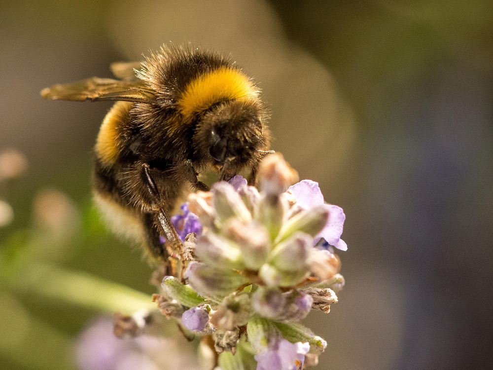 A new study finds that bumblebees can learn how to solve puzzles from each other.