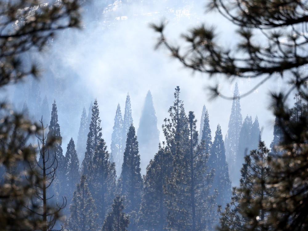 Young giant sequoia trees are seen during a prescribed pile burning on Feb. 19 in Sequoia National Forest. Researchers say 20% of Sierra Nevada conifers are a mismatch with their climate.