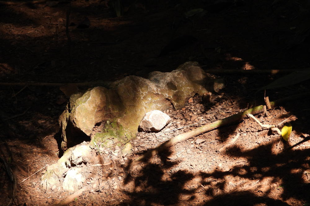 An anvil and hammerstone used by a long-tailed macaque to crack nuts.