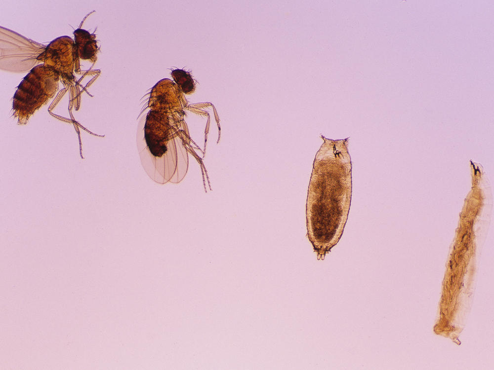 What looks like a pin-headed critter on the right is actually a larval version of the fruit fly on the left. Both have remarkably complex brains, scientists say, with different regions devoted to decision-making, learning and navigation.