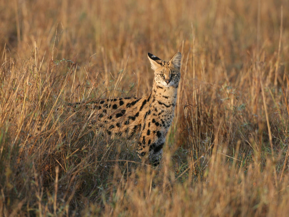 A serval (who is not Amiry) pictured in Kenya in 2007.