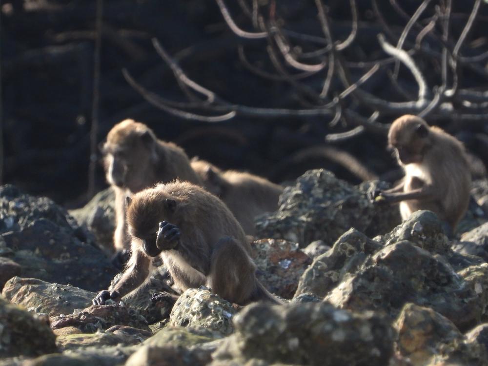 Macaques use stones as hammers to smash open food items like shellfish and nuts.