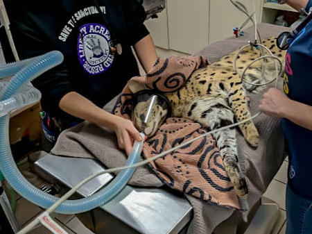 Amiry the serval was rescued from a tree in Cincinnati in January. A DNA test confirmed his species, while a narcotics test confirmed his exposure to cocaine.