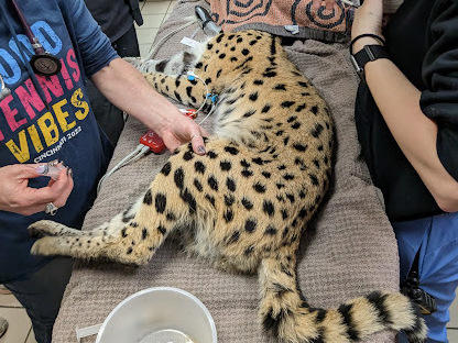 Amiry has been living at the Cincinnati Zoo and Botanical Garden since his rescue.