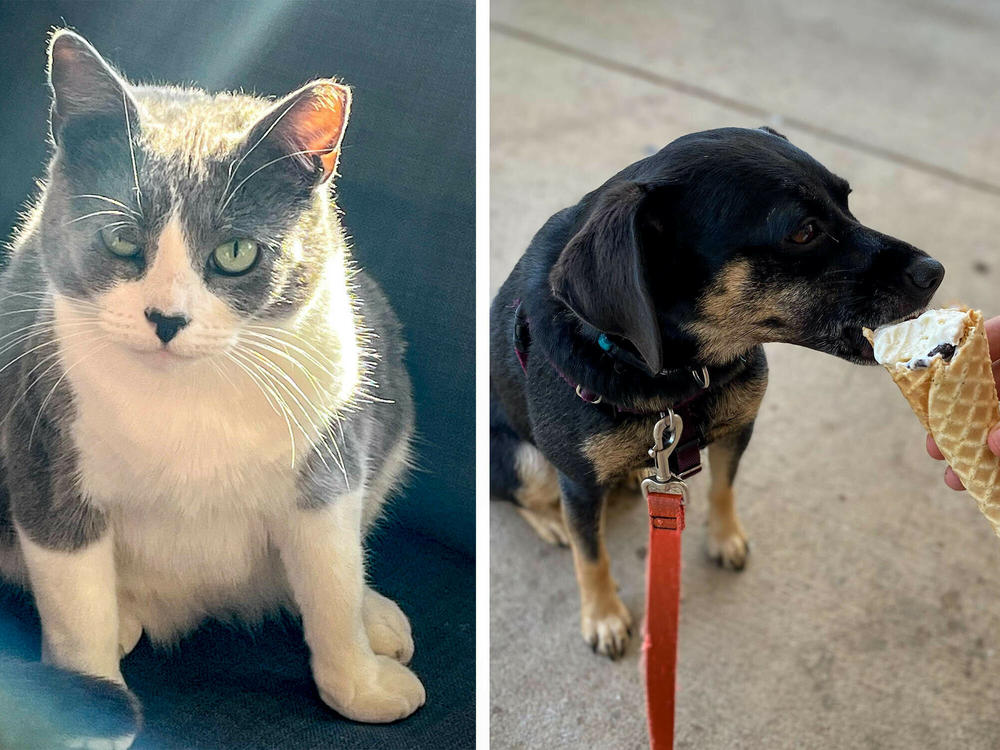 Can cuddling or kissing a pet put you at risk of contracting an unknown virus? Can people pass a virus to pets? Those are questions that pet owners ponder. And if Centu (left) and Ruby (right) could talk, they'd probably ask as well.