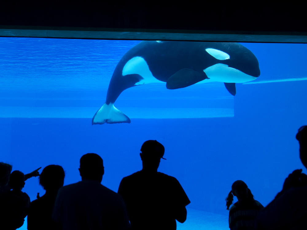 Kiska, Marineland's last living orca, is seen at the amusement park in 2012.