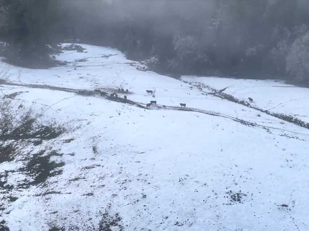 Authorities spot cattle in the snow as they prepare to drop food.