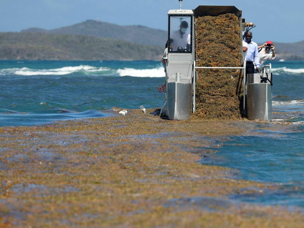 A special boat collects sargassum seaweed off the coasts of Le Robert on France's Martinique island in February 2022.