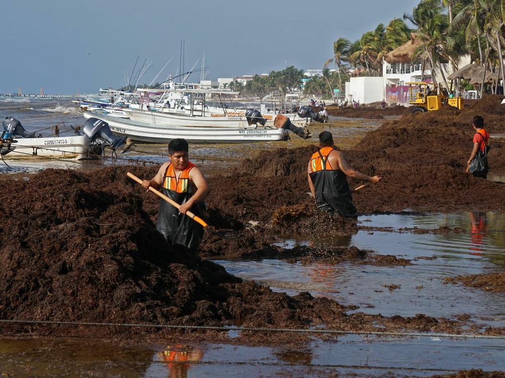 People remove Sargassum in Playa del Carmen, Mexico, in April, 2022. Researchers expect this year will bring another massive bloom, choking local ecosystems and tourism economies.