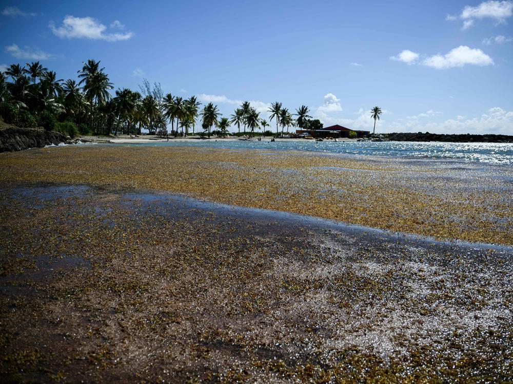 Sargassum seaweed inundated the shores of Le Gosier on the French islands of Guadeloupe in November 2022.