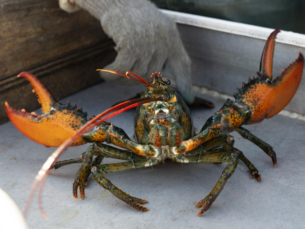 A lobster rears its claws after being caught off Spruce Head, Maine, Aug. 31, 2021. A group of Maine businesses and trade groups filed a lawsuit against a California aquarium Monday, March 13, 2023, for recommending seafood customers avoid buying lobster.