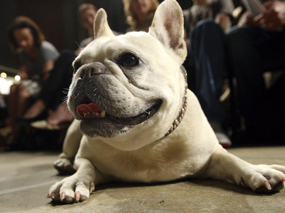 Lola, a French bulldog, lies on the floor prior to the start of a St. Francis Day service at the Cathedral of St. John the Divine, Oct. 7, 2007, in New York. French bulldogs have become the United States' most prevalent dog breed, ending Labrador retrievers' record-breaking 31 years at the top, the American Kennel Club announced Wednesday.