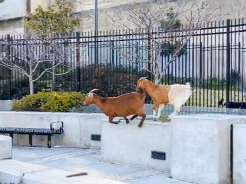 Four or five goats scrambled across San Francisco last week, captured in videos posted on social media. So how do goats fare in urban settings?