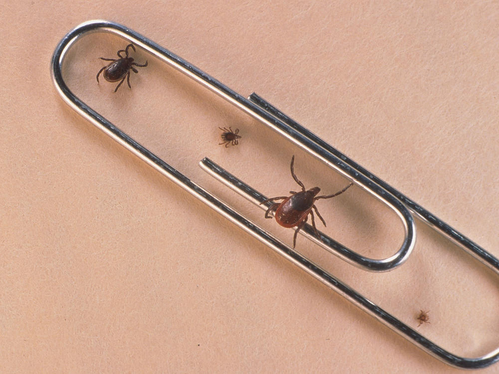 Cases of babesiosis, a tick-borne illness, are on the rise throughout the northeast, according to a new report from the Centers for Disease Control and Prevention.