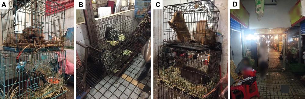 An anonymous user on the Chinese social media platform Weibo posted pictures of live animals for sale in the southwest corner of the Huanan Seafood Market in Wuhan, China, in 2019. Researchers investigating the origins of the SAR-CoV-2 virus are including these images in a forthcoming academic paper that pinpoints the southwest corner as the most probable origin point of the pandemic.