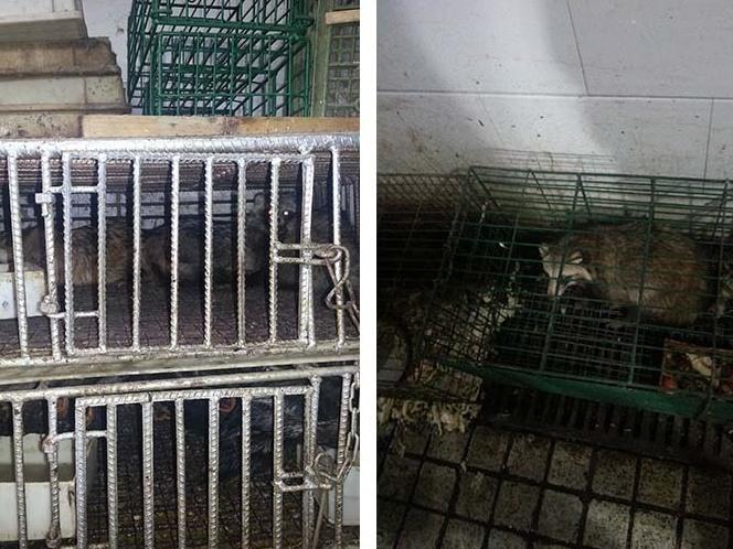 These two photos, taken in 2014 by scientist Eddie Holmes, show raccoon dogs and unknown birds caged in the Huanan Seafood Wholesale Market. GPS coordinates of these images confirm that the animals were housed in the southwest corner of the market, where researchers found evidence of the coronavirus in January 2020.