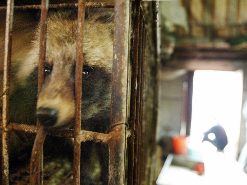 A raccoon dog looks out of its cage in a Chinese live animal market in January 2004. Raccoon dogs could have been an initial host for the virus that caused the COVID-19 pandemic.