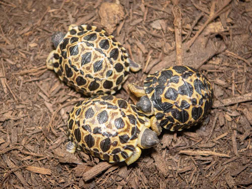 The three tortoise babies — Dill, Gherkin, and Jalapeño — are the first offspring of their 90-year-old father, Mr. Pickles.