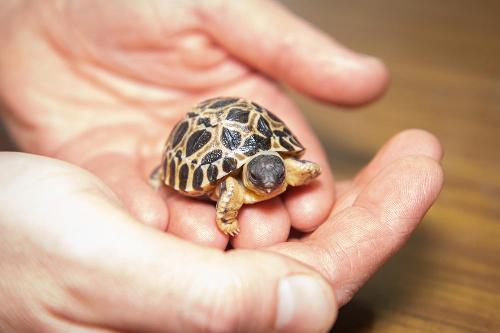 One of the Pickles babies is held after being hatched at the Houston Zoo.