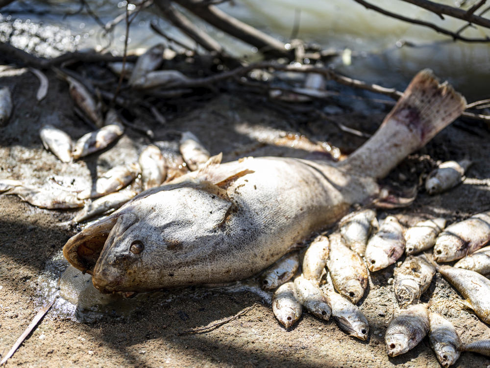 Dead fish lay on the bank of the Darling River near Menindee, Australia, Sunday, March 19, 2023.