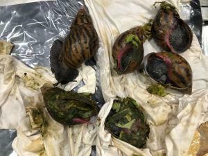 The U.S. Customs and Border Protection shared this photo of the six seized snails. Authorities said the creatures will be examined for further analysis.