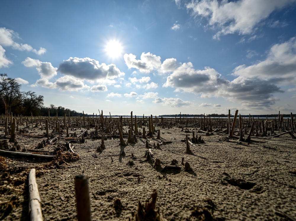 Aquatic plants and debris are exposed by the falling water levels at the Kakhovka Reservoir. Researchers say that the draining of the reservoir by Russian forces are but one example of the war's effect on Ukraine's water supply.