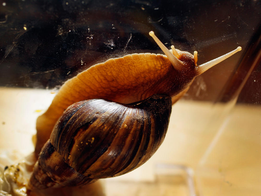Giant African snails can eat through over 500 different types of plants and produce. When those are not available, they'll consume flowers, tree bark and even the paint and stucco off of houses.
