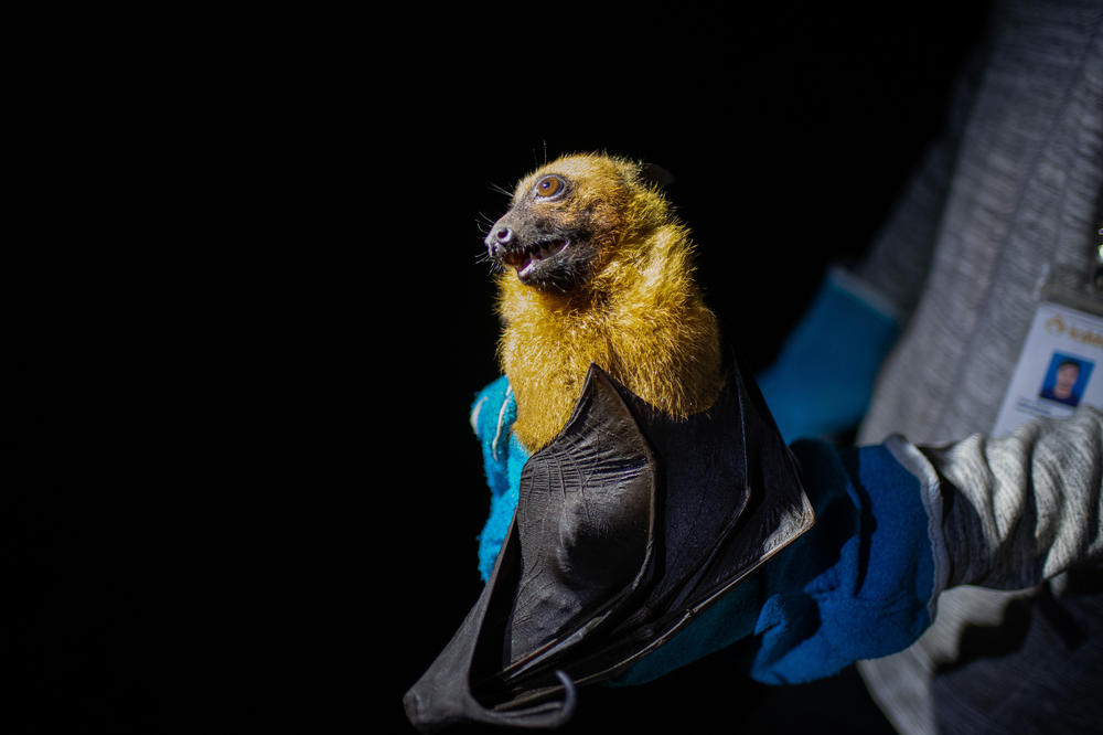 A field researcher holds a male bat that was trapped in an overhead net as part of an effort to find out how the animals pass Nipah virus to humans. The animal will be tested for the virus, examined and ultimately released.