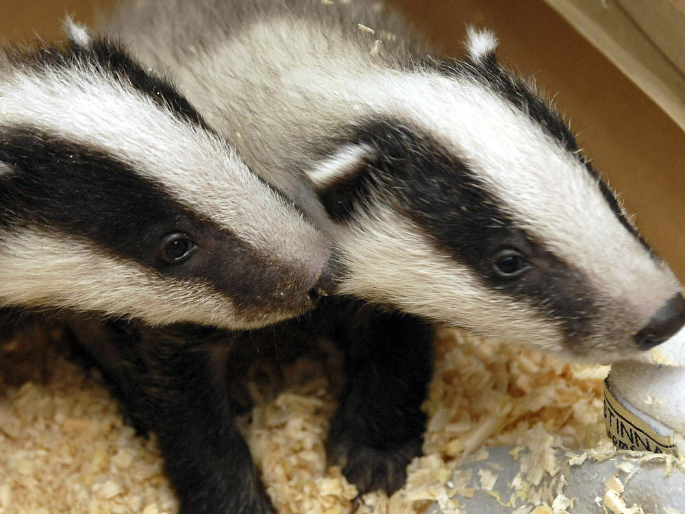Two badger cubs are seen in the Szeged Game Park in Szeged, south of Budapest, Hungary, on April 12, 2006. Badgers burrowing under rail tracks have halted trains in the Netherlands, forcing lengthy cancellations on at least two lines.
